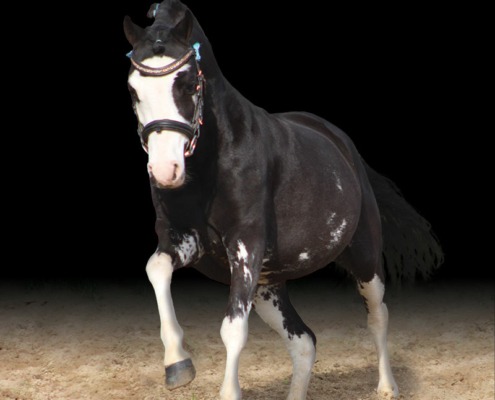 Lays’viz Jeen Krystal