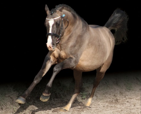 Light Star de Florys