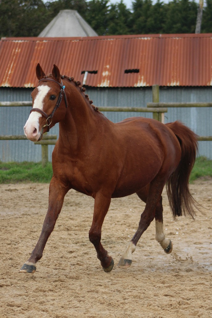 Diabolo de Fougnard