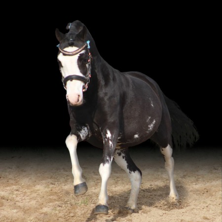 LAYS'VIZ JEEN KRYSTAL