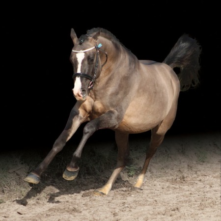 LIGHT STAR DE FLORYS