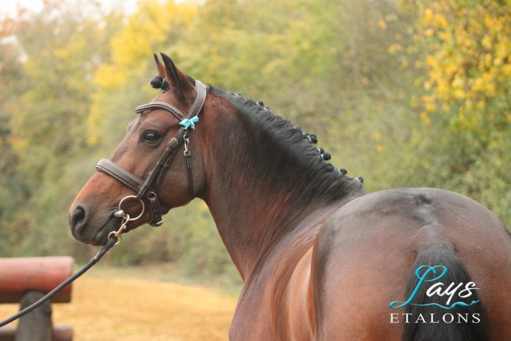 Fibonnaci de Thouaré