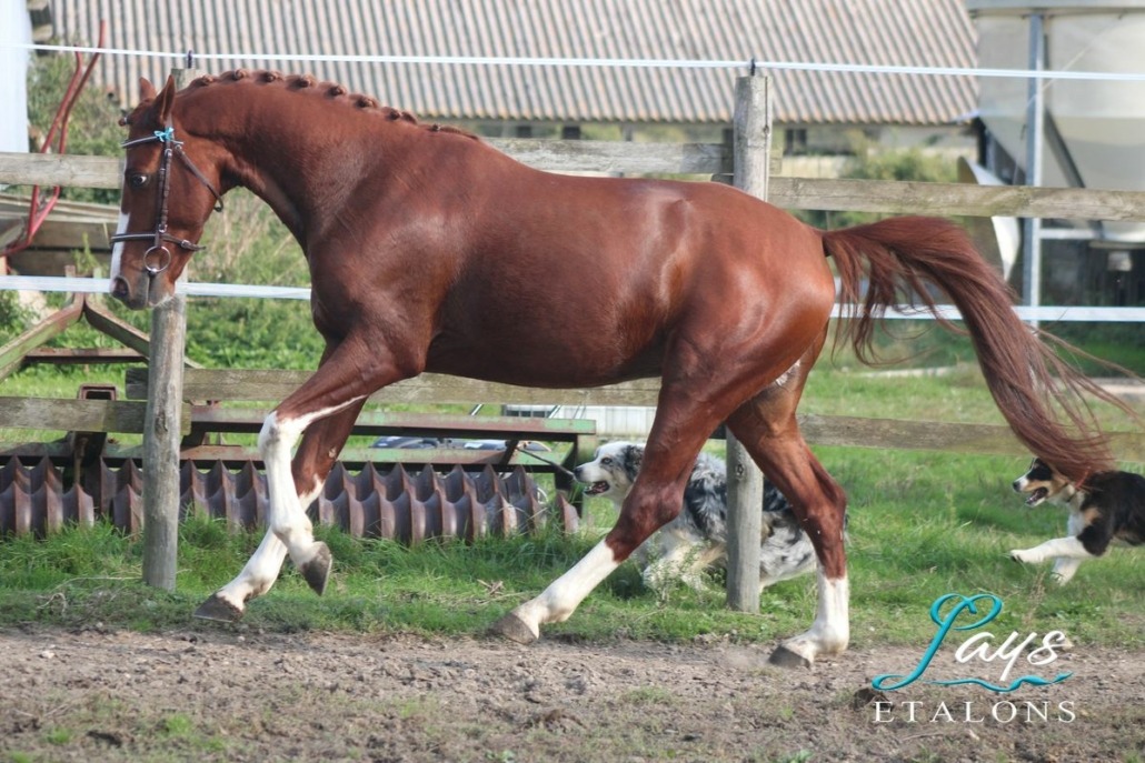 Hwen d’O Vézauzière