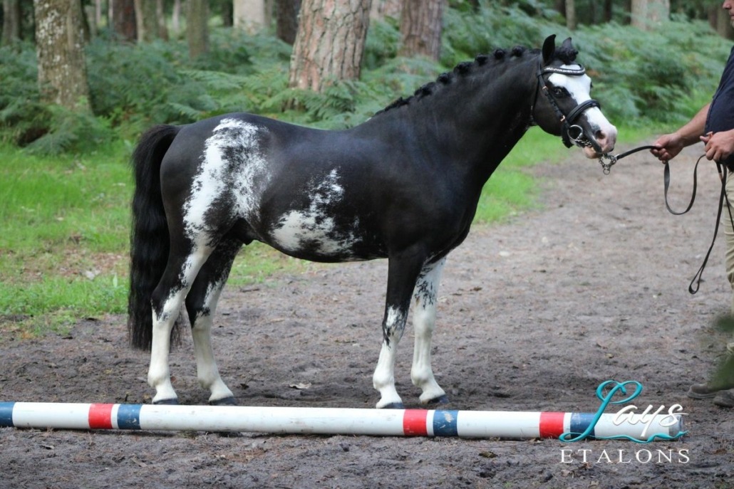 Iz perfect du Krystal