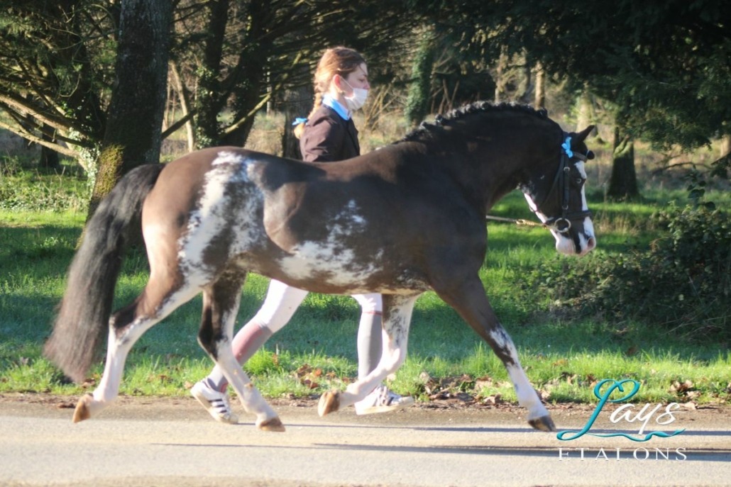 Iz perfect du Krystal