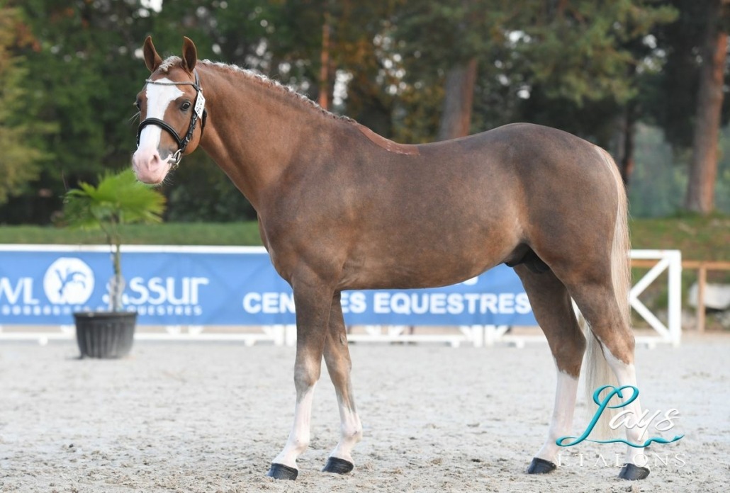 King Kong star d'été