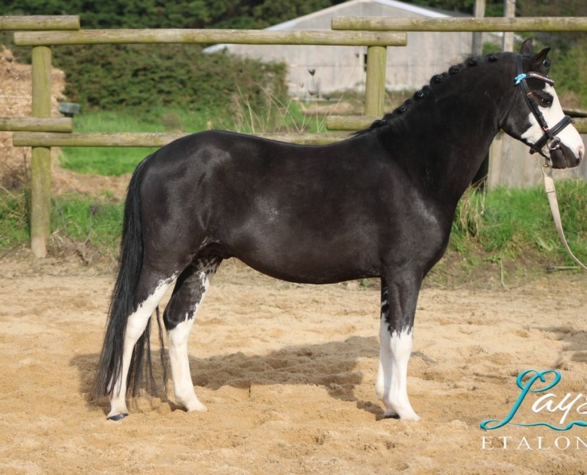 Lays’viz Jeen Krystal