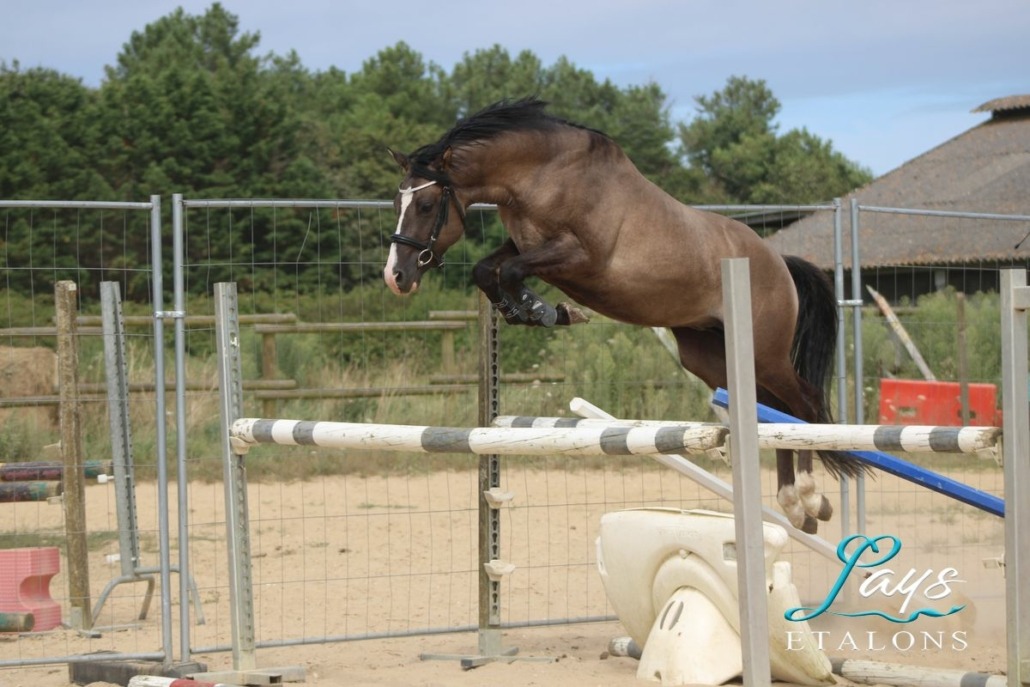 Light Star de Florys