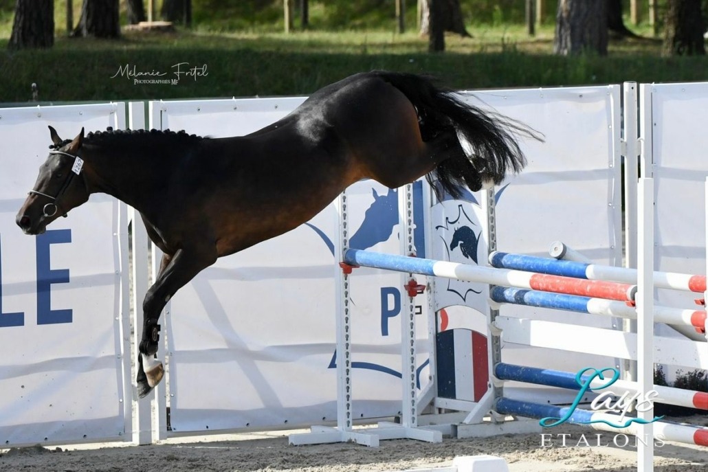 L’Ovni Star de Cisai