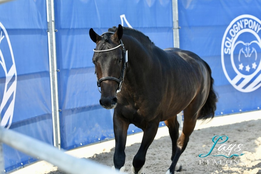 L’Ovni Star de Cisai