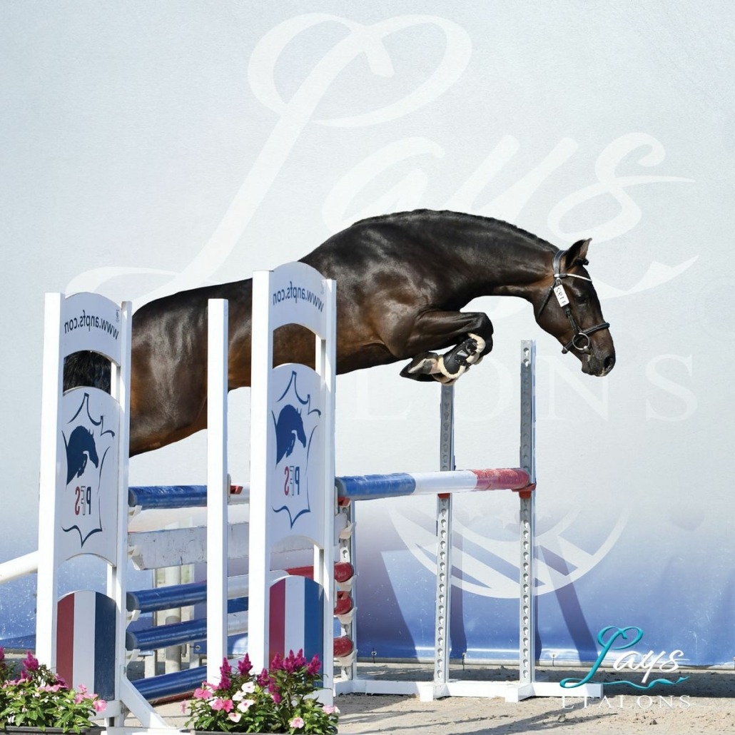 L’Ovni Star de Cisai