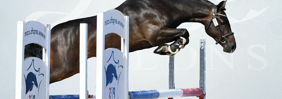 L’Ovni Star de Cisai