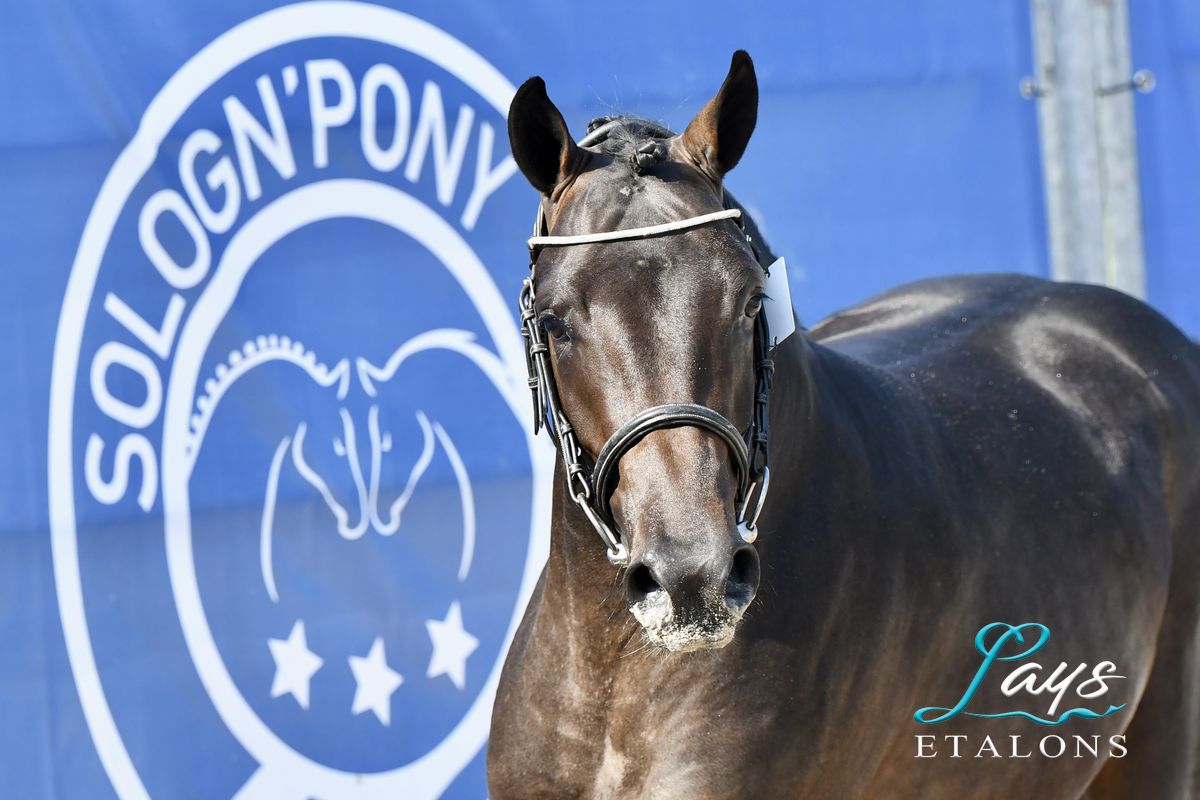 L’Ovni Star de Cisai