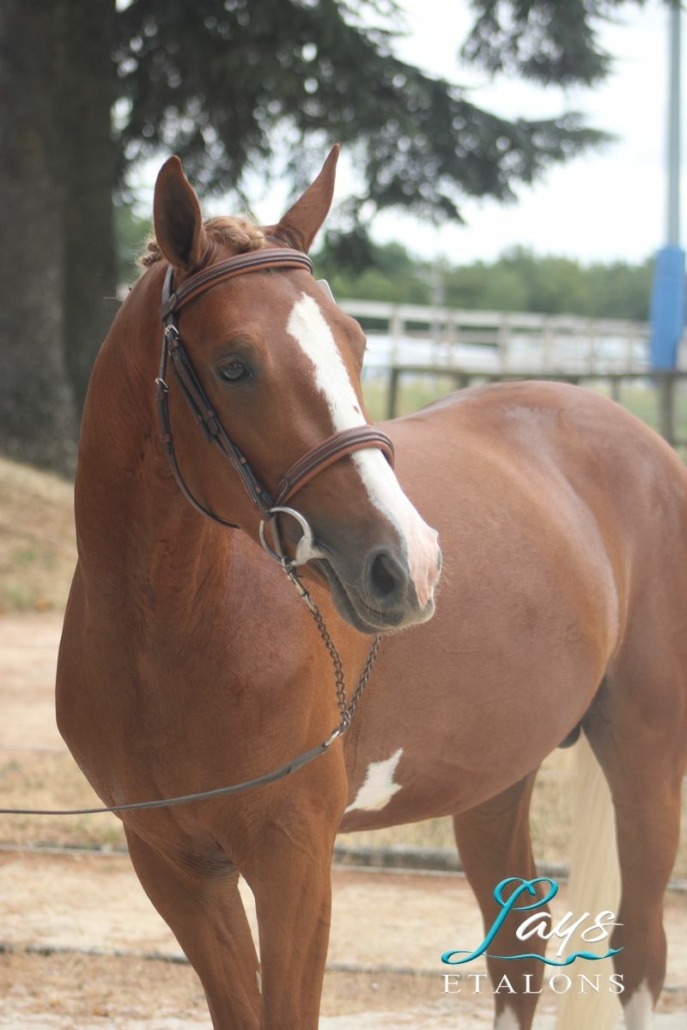 Magic Song d’Arezzo