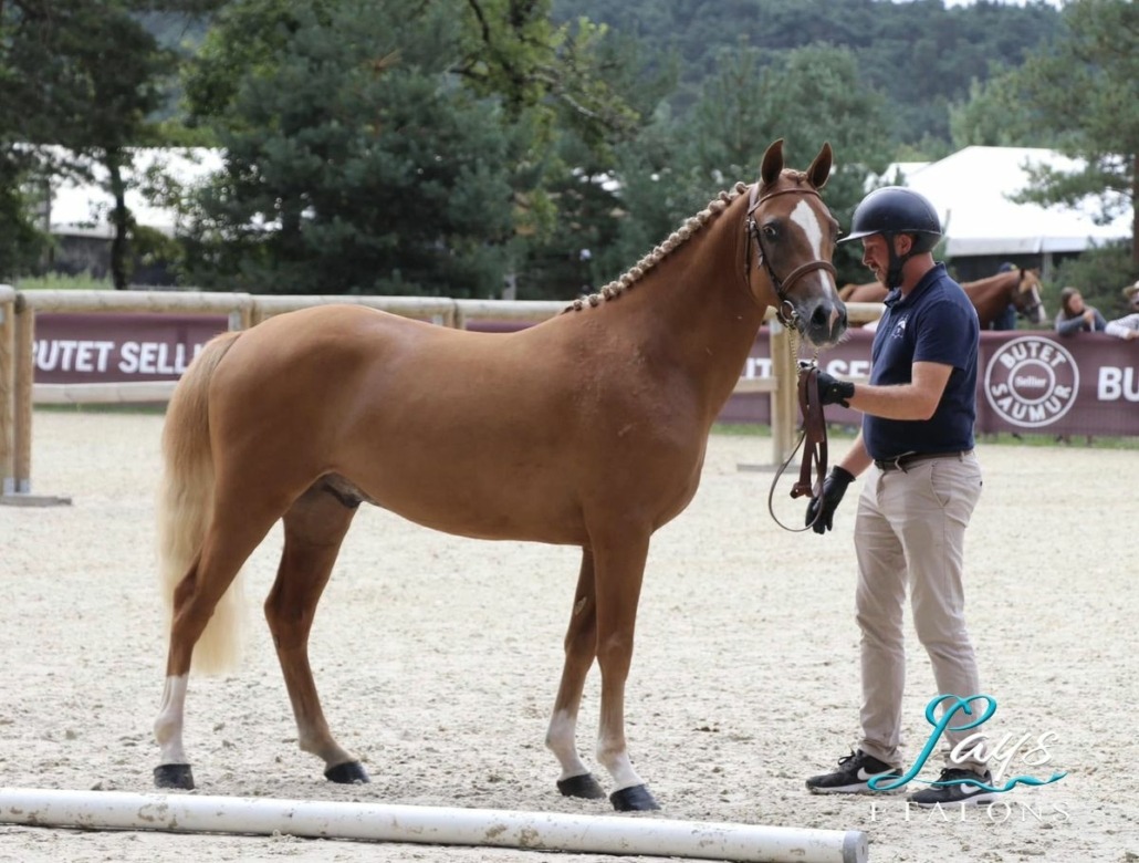 Magic Song d’Arezzo