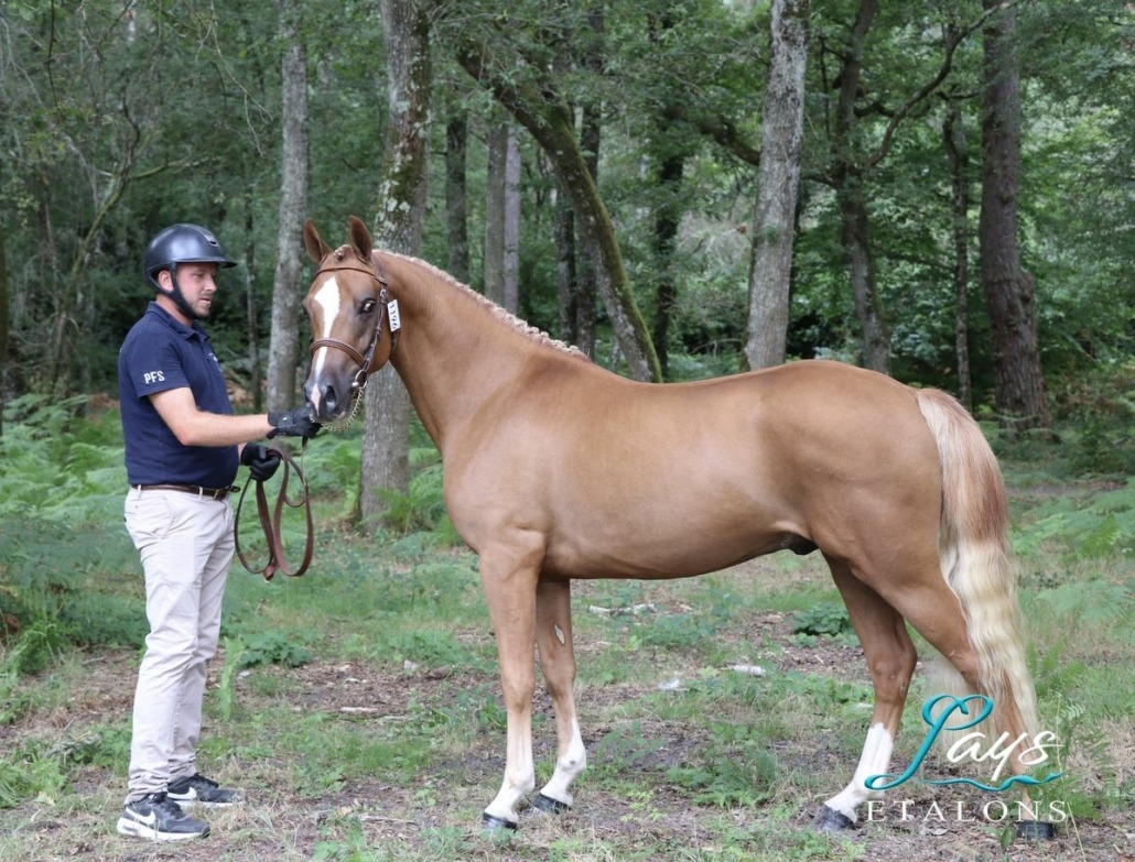 Magic Song d’Arezzo