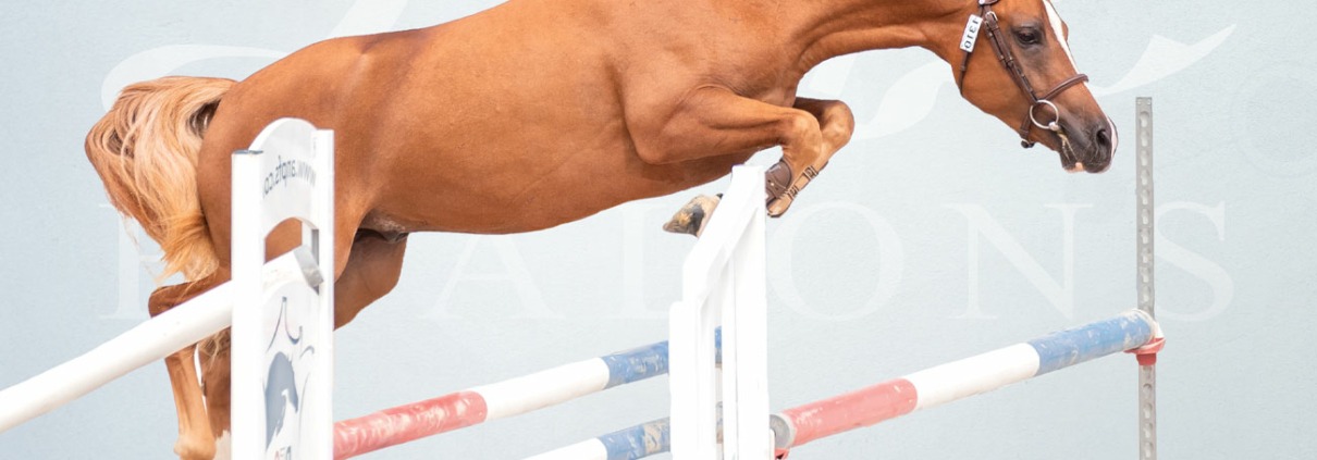 Magic Song d’Arezzo