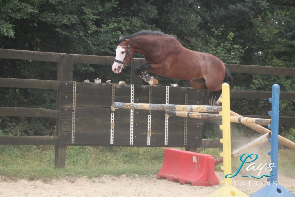 Malibu Coco des Star