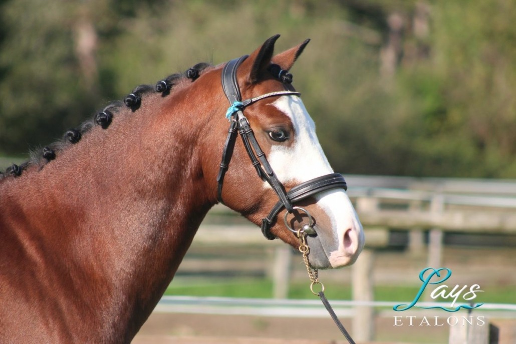 Malibu Coco des Star