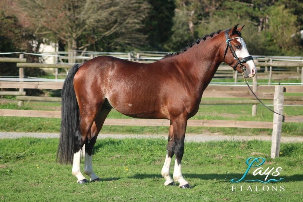 Malibu Coco des Star