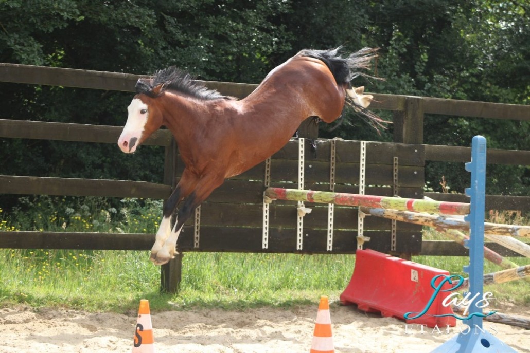 Malibu Coco des Star