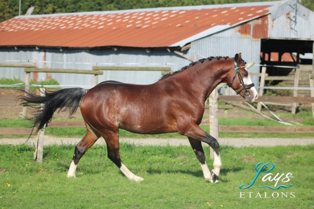 Malibu Coco des Star