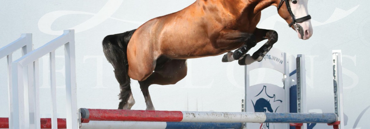 Malibu Coco des Star