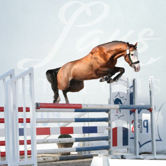 Malibu Coco des Star