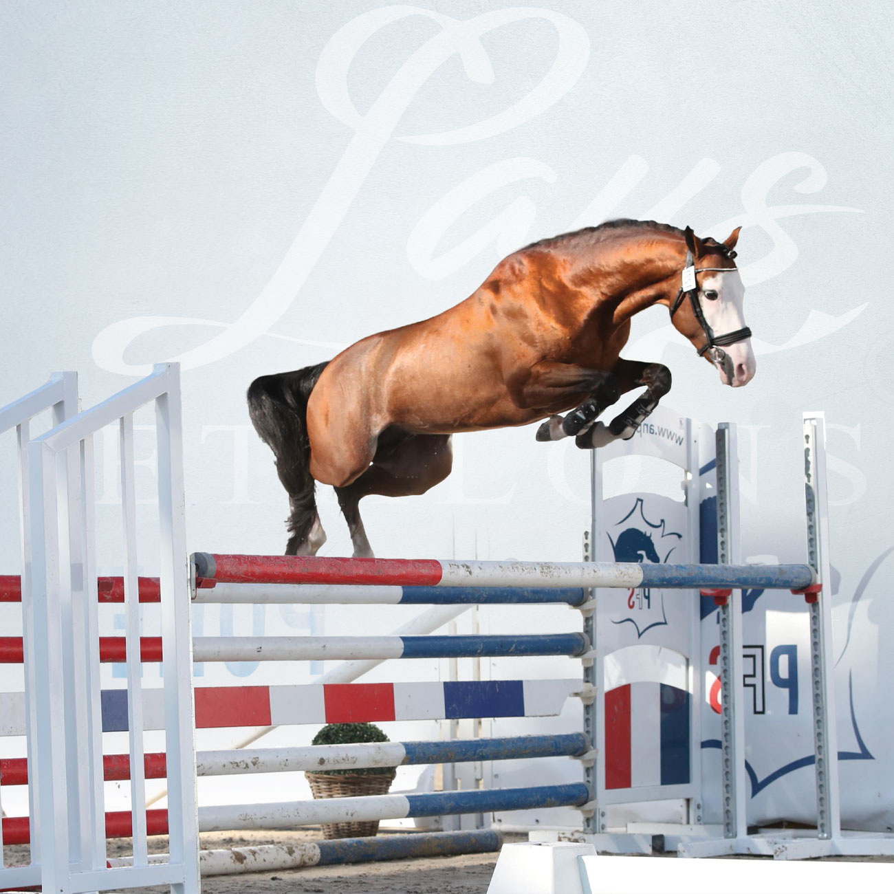 Malibu Coco des Star