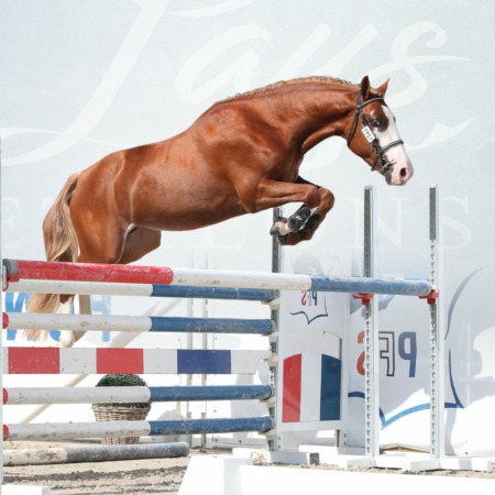 Milky Face d’Anguerny