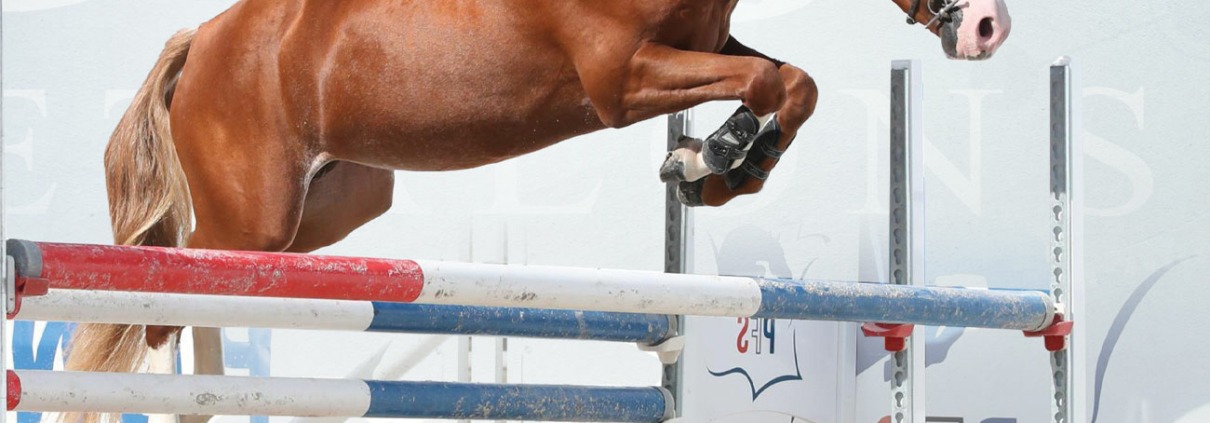 Milky Face d’Anguerny