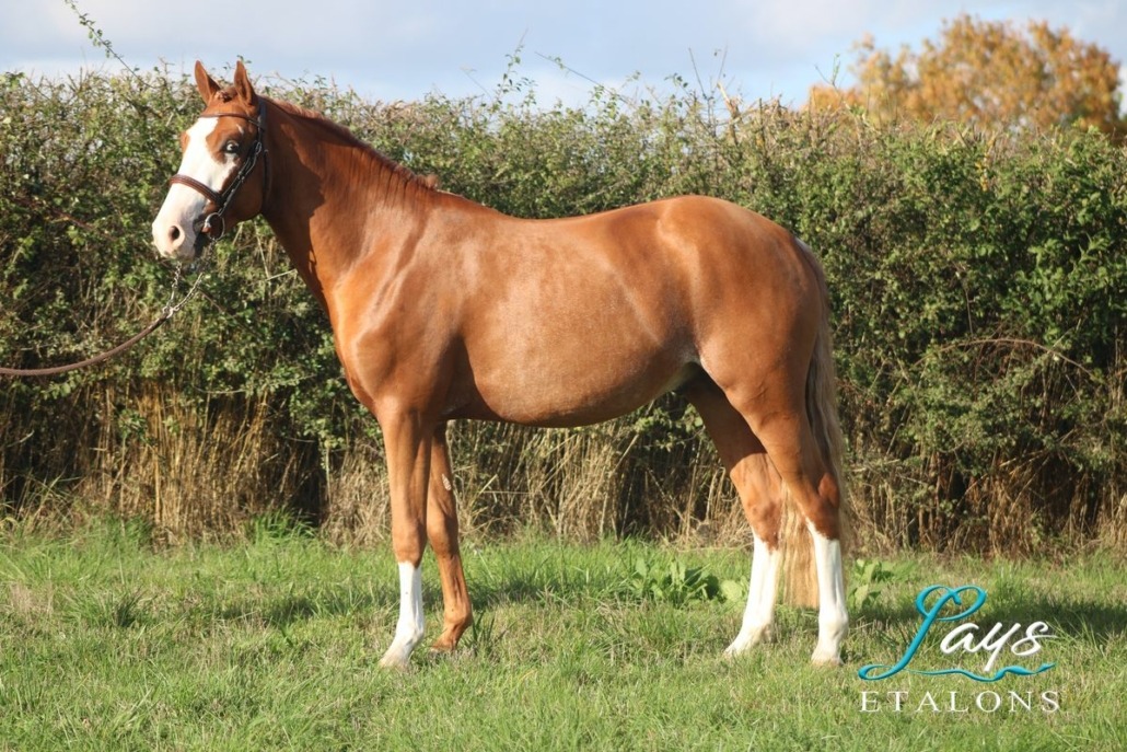 Milky Face d’Anguerny