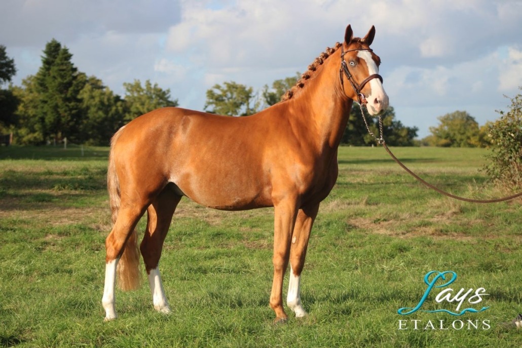 Milky Face d’Anguerny