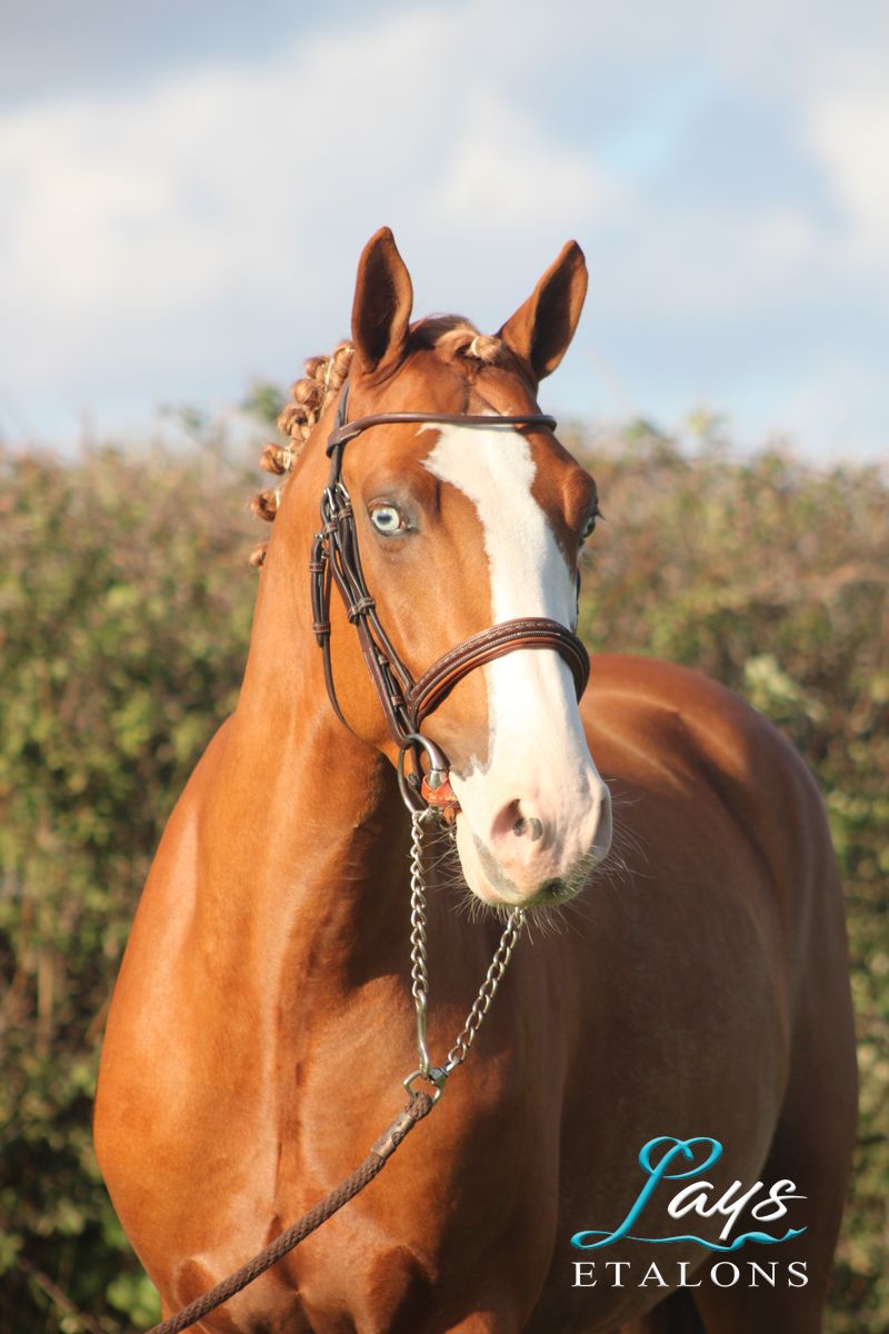 Milky Face d’Anguerny