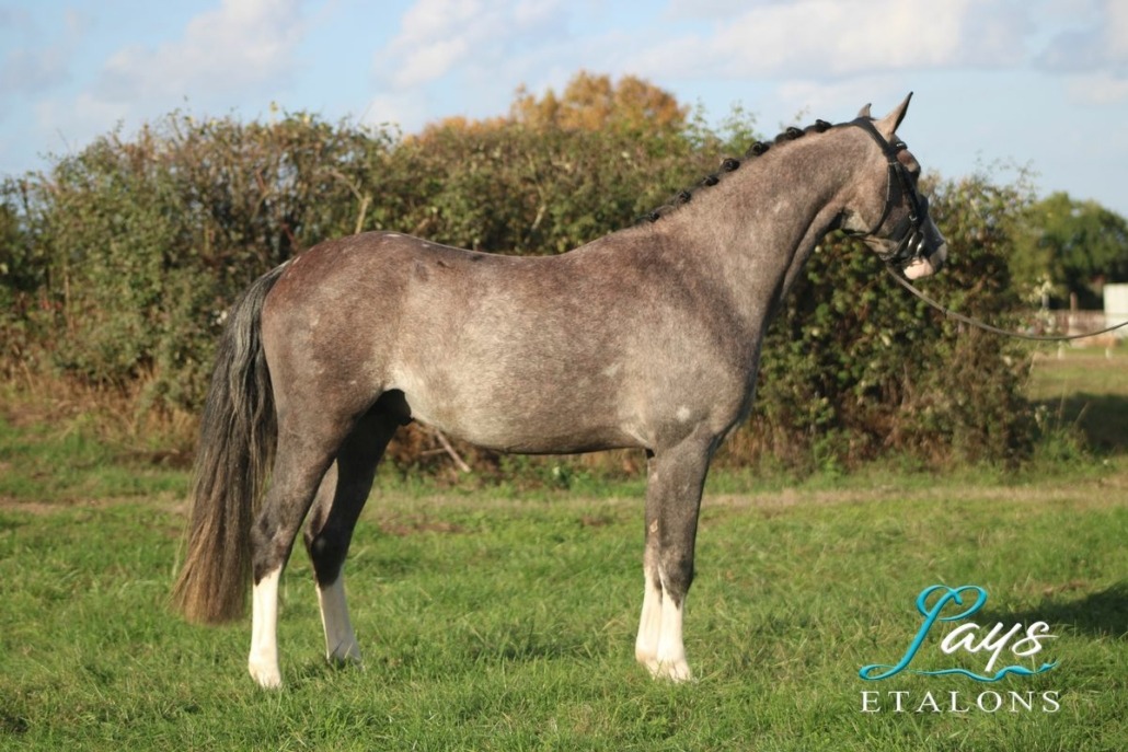 Monticello d’Argan