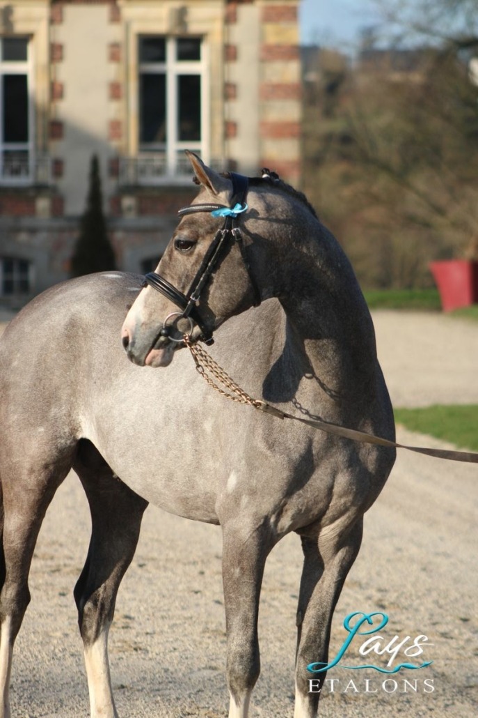 Monticello d’Argan