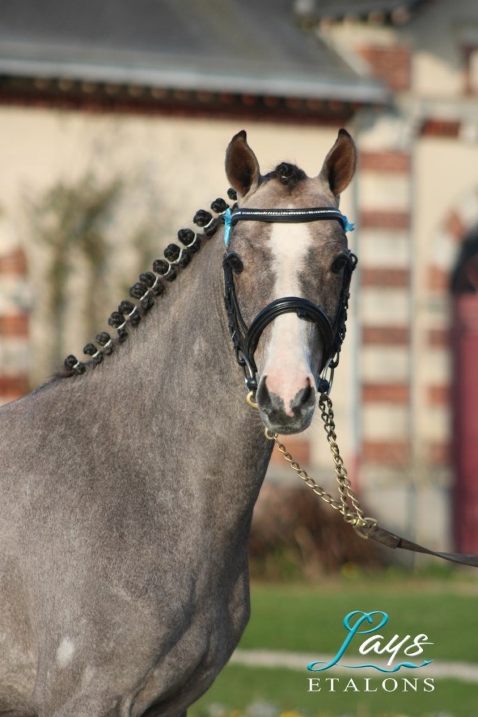 Monticello d’Argan