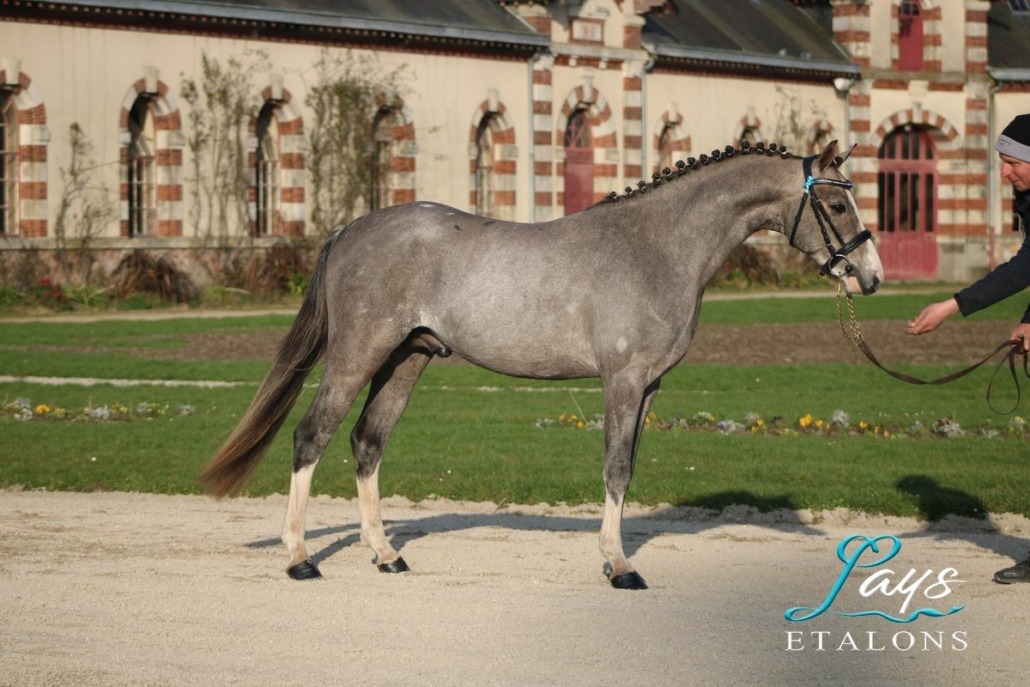 Monticello d’Argan