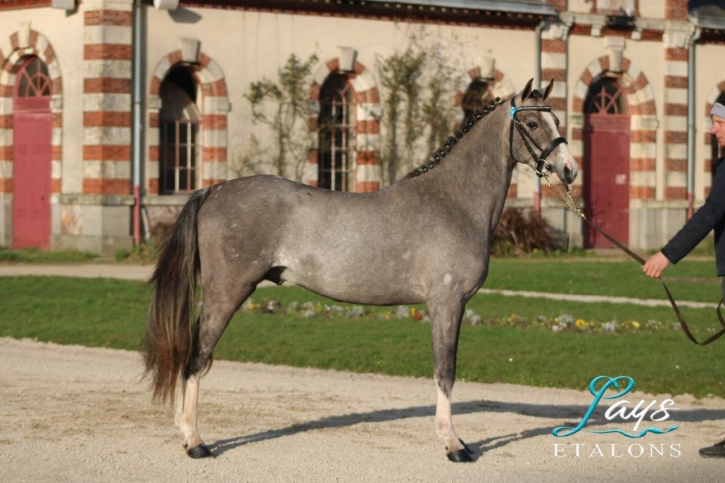 Monticello d’Argan