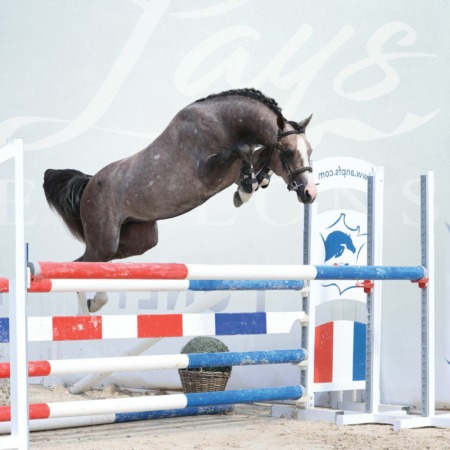 Monticello d’Argan